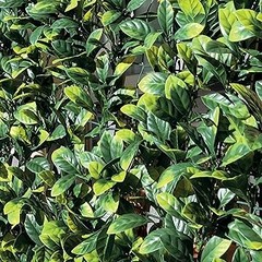 Problemas frecuentes al elegir setos artificiales de laurel